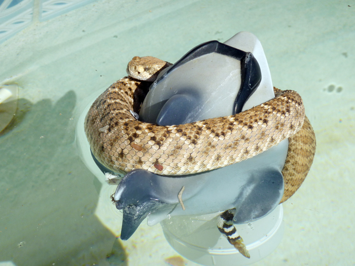 Snake vs Shark